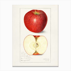 Apple Print 2 Canvas Print