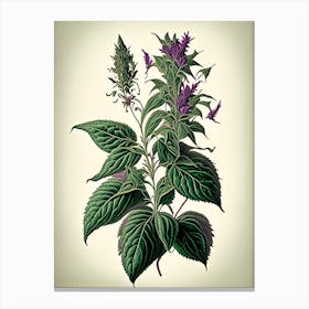 Holy Basil Herb Vintage Botanical Canvas Print