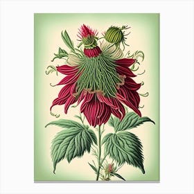 Bee Balm Wildflower Vintage Botanical 1 Canvas Print