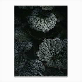 Dark Leaves Canvas Print