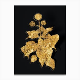 Vintage Common Ivy Botanical in Gold on Black Canvas Print
