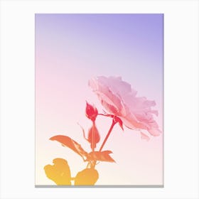 Rose Pastel Canvas Print
