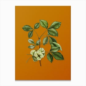 Vintage Common Hoptree Botanical on Sunset Orange n.0507 Canvas Print