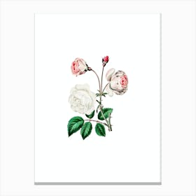 Vintage Ruga Rose Flower Botanical Illustration on Pure White n.0039 Canvas Print