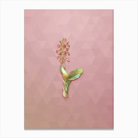 Vintage Brown Widelip Orchid Botanical Art on Crystal Rose n.1290 Canvas Print