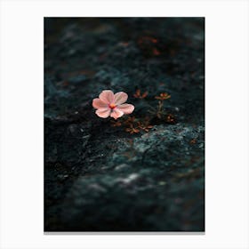 Flower On A Rock 4 Canvas Print