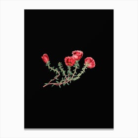 Vintage Gillies Purslane Flower Branch Botanical Illustration on Solid Black Canvas Print