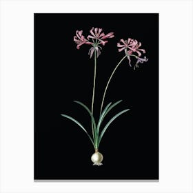 Vintage Nerine Botanical Illustration on Solid Black n.0271 Canvas Print