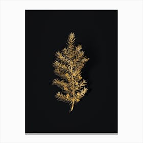 Vintage Common Juniper Botanical in Gold on Black n.0582 Canvas Print