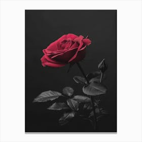 Black And Red Rose Canvas Print