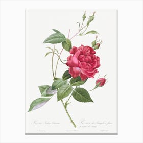 Blood Red Bengal Rose, Rosa Indica Cruneta From Les Roses, Pierre Joseph Redouté Canvas Print