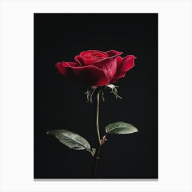 Red Rose On Black Background 7 Canvas Print