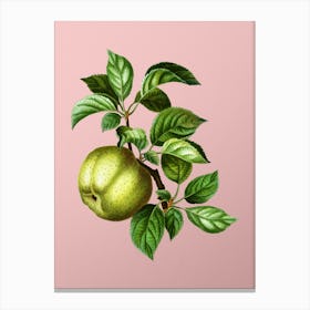 Vintage Apple Botanical on Soft Pink n.0686 Canvas Print