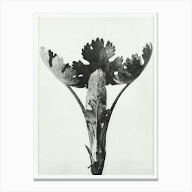 Five Seeded Plume Poppy (1928), Karl Blossfeldt Canvas Print