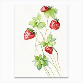 Alpine Strawberries, Plant, Minimalist Watercolour 1 Canvas Print