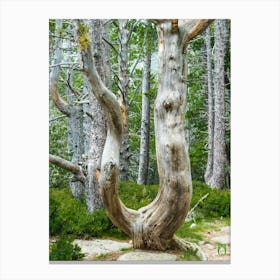 Tree In The Forest 20180801 37pub Canvas Print