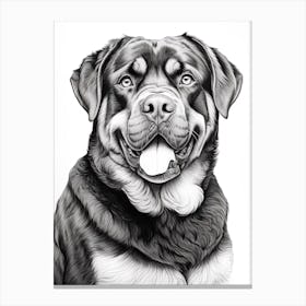 Rottweiler Dog, Line Drawing 2 Canvas Print