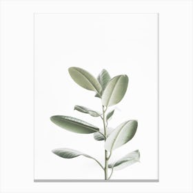 Rubber Plant Canvas Print