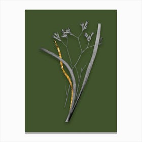 Vintage Anigozanthos Flavida Black and White Gold Leaf Floral Art on Olive Green n.0110 Canvas Print