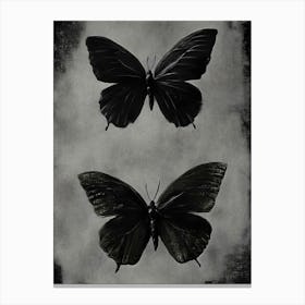 Black Butterflies Canvas Print