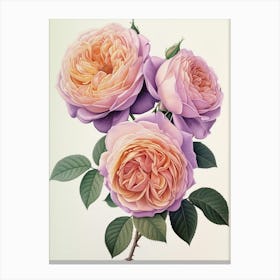 English Roses Painting Rose In A Book 1 Canvas Print