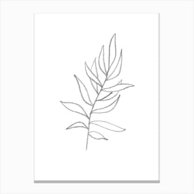 Drawing Of A Leaf Canvas Print