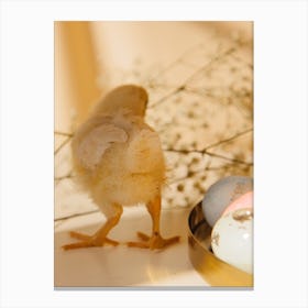 Easter Chick 6 Canvas Print