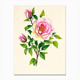Jasmine Vintage Flowers Flower Canvas Print