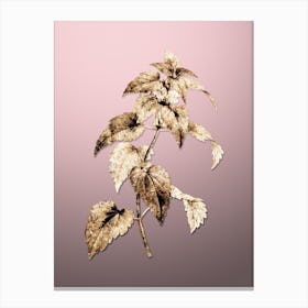 Gold Botanical White Dead Nettle Plant on Rose Quartz n.4524 Canvas Print
