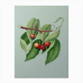 Vintage Cherry Botanical Art on Mint Green n.0592 Canvas Print