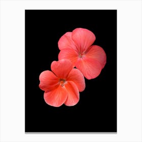 Geraniums 1 Canvas Print