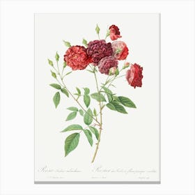 Ternaux Rose, Pierre Joseph Redoute Canvas Print