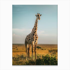 Giraffe 1 Canvas Print