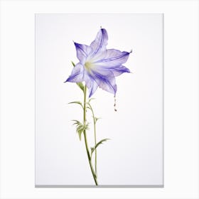 Pressed Wildflower Botanical Art Harebell 1 Canvas Print