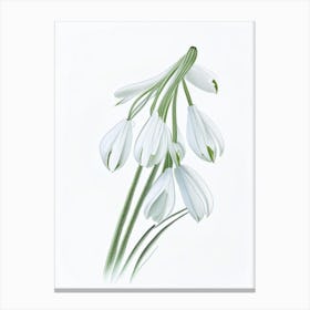 Snowdrop Floral Quentin Blake Inspired Illustration 1 Flower Canvas Print