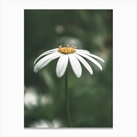 Daisy Canvas Print