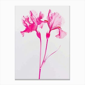 Hot Pink Iris 2 Canvas Print