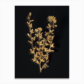 Vintage Yellow Jasmine Flowers Botanical in Gold on Black n.0246 Canvas Print