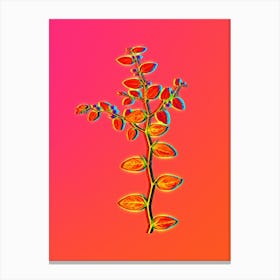 Neon Christ's Thorn Botanical in Hot Pink and Electric Blue n.0513 Canvas Print