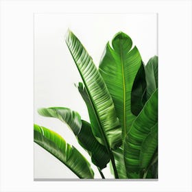 Green Banana Plant On White Background Canvas Print