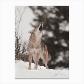 Howling Winter Wolf Canvas Print