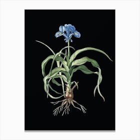 Vintage Iris Scorpiodes Botanical Illustration on Solid Black Canvas Print