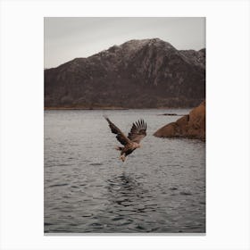 Sea Eagle Over Lake Canvas Print