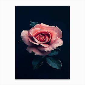 Pink Rose 25 Canvas Print