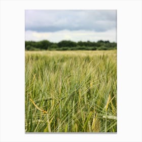 Wheat Barley Field (2008) Canvas Print