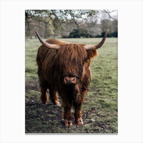 A Highland Cow In Scotland Canvas Print