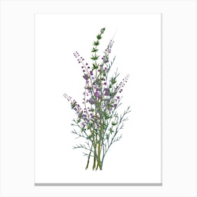 Thistle.uk Canvas Print