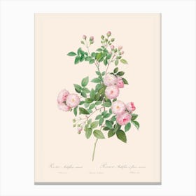 Delicate Summer Roses Canvas Print
