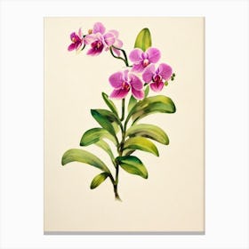 Orchids Vintage Flowers Flower Canvas Print