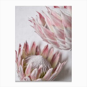 Still Pink Proteas Canvas Print